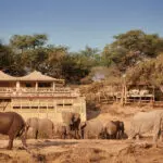 Large herds of elephants coming to drink at the waterhole.