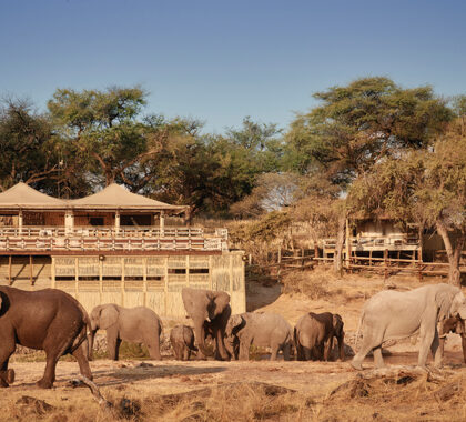 Large herds of elephants coming to drink at the waterhole.