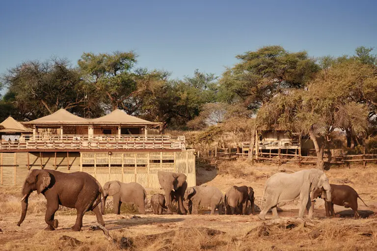 Large herds of elephants coming to drink at the waterhole.