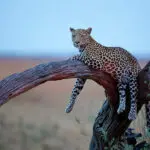 Moremi Game Reserve has a large predator population.