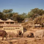  Belmond Savute Elephant Camp is best known for fantastic year-round game viewing.