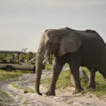 Game drives on offer.