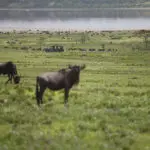 Siga la gran migración de ñus.