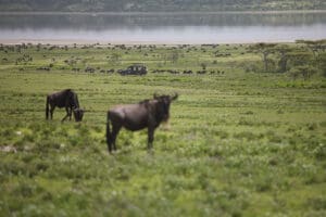Siga la gran migración de ñus.