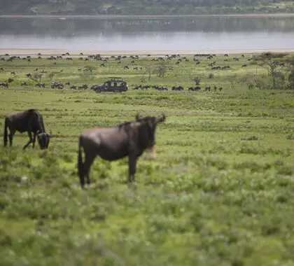 _Beyond-Serengeti-Under-Canvas_5