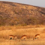 En la reserva circundante se pueden avistar antílopes, leopardos y rinocerontes.