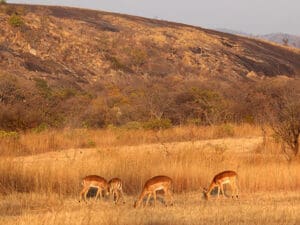 En la reserva circundante se pueden avistar antílopes, leopardos y rinocerontes.