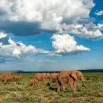 Avistamiento de caza mayor en la Reserva Privada de Kwandwe, en Sudáfrica. | Go2Africa