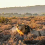 Avistamiento de grandes felinos en la Reserva Privada de Caza de Kwandwe, en Sudáfrica.