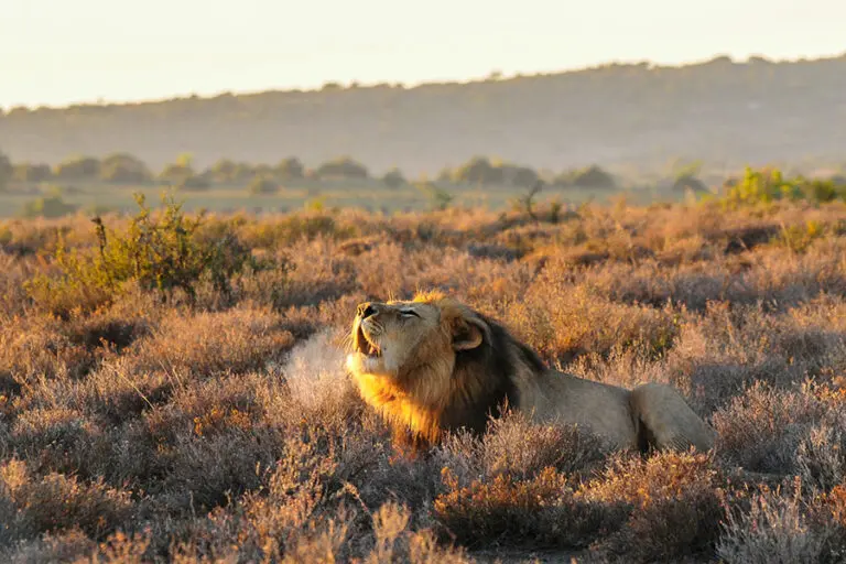Avistamiento de grandes felinos en la Reserva Privada de Caza de Kwandwe, en Sudáfrica.