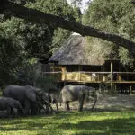 Elephants crossing through the camp. 