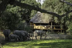 Elephants crossing through the camp. 