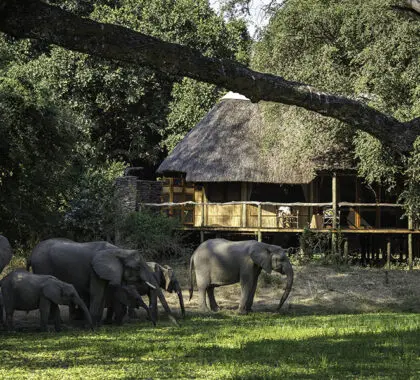 Elephants crossing through the camp. 