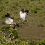 Observación de aves en la Reserva Privada de Caza de Kwandwe, en Sudáfrica.