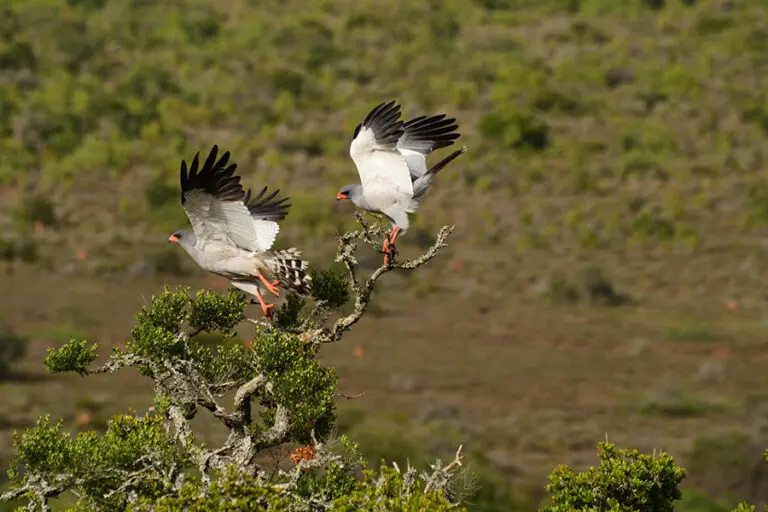 Observación de aves en la Reserva Privada de Caza de Kwandwe, en Sudáfrica.