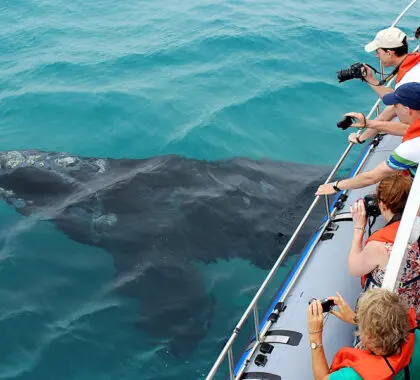birkenhead-house-dyer_island_cruises_marine_big_5_southern_right_whale