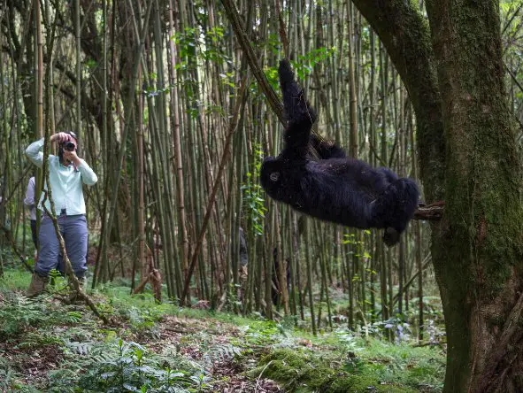 The lodge offers the perfect location for gorilla trekking.
