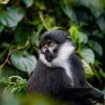 Mono colobo blanco y negro cerca del Sanctuary Gorilla Forest Camp.