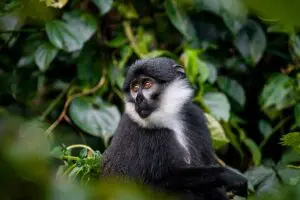 Mono colobo blanco y negro cerca del Sanctuary Gorilla Forest Camp.