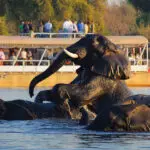 Observe la fauna salvaje con un crucero por el río Chobe.