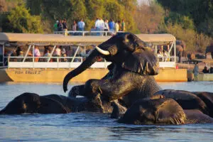 Observe la fauna salvaje con un crucero por el río Chobe.