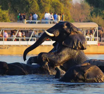 Observe la fauna salvaje con un crucero por el río Chobe.