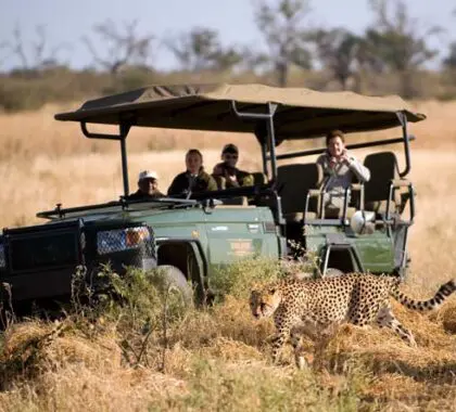 Las reservas de Botsuana son el hogar de todos los grandes felinos: leones, leopardos y guepardos, ¡siempre un gran éxito entre los niños!