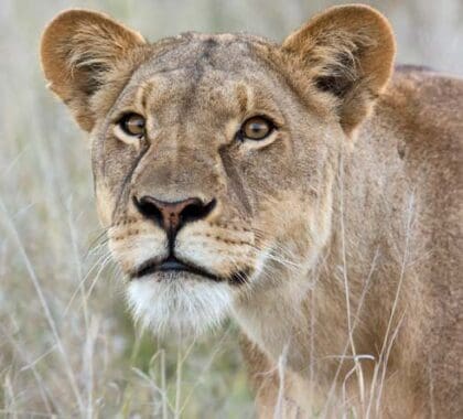 Los mejores lodges de Botsuana están situados en zonas privilegiadas para el avistamiento de animales: ¡los grandes felinos siempre forman parte del trato!