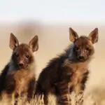Alójese en uno de los lujosos lodges de Botsuana en el Kalahari para tener la oportunidad de ver animales raros e inusuales como estas crías de hiena parda.