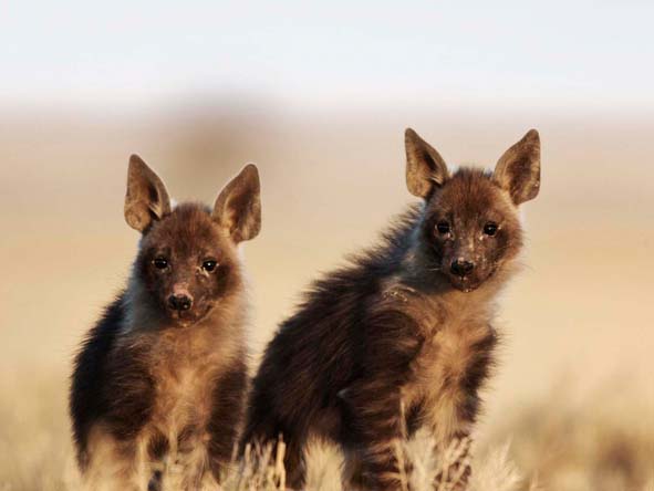 Stay at one of Botswana's luxury lodges in the Kalahari for the chance to see rare & unusual animals like these brown hyena pups.
