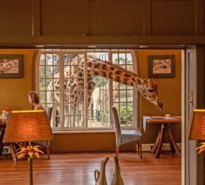El desayuno y sus invitados | Giraffe Manor