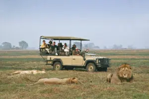 Emocionantes safaris.