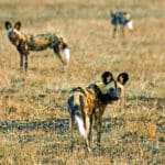 Perros salvajes africanos.