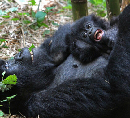 Bwindi has four known habituated gorilla families.