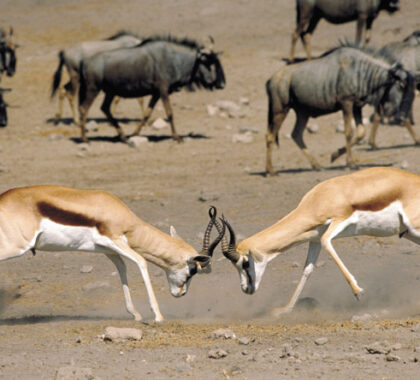 Check out the amazing wildlife in the Etosha National Park