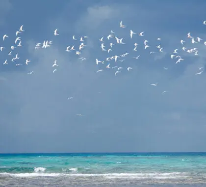 Aprecie la hermosa naturaleza que le rodea allá donde vaya.