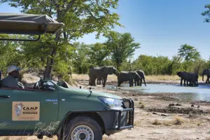Encuentros con elefantes durante los safaris. 