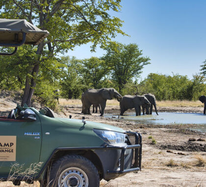 Elephant encounters on game drives. 