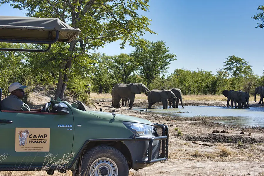 Elephant encounters on game drives. 