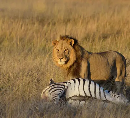 Excepcionales avistamientos de fauna salvaje con Camp Hwange