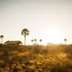 Golden hour silhouettes at Camp Kalahari.  