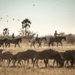 Horseback safari in the arid Kalahari plains | Camp Kalahari