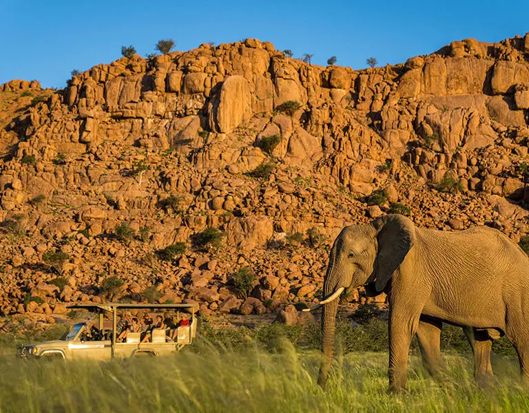 Spot the elusive desert-adapted elephants. 