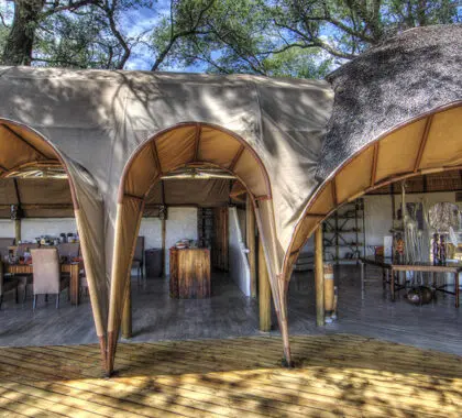 El campamento Okuti tiene un diseño único, con una estructura de lona curvada sobre la cubierta principal y cada tienda individual.