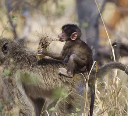 The camp is situated in a wildlife-rich section of Moremi Game Reserve in northern Botswana.
