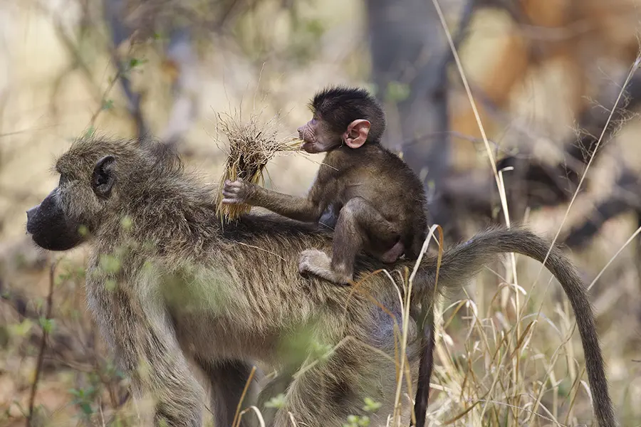 The camp is situated in a wildlife-rich section of Moremi Game Reserve in northern Botswana.
