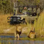 Gratificantes safaris en Moremi. 