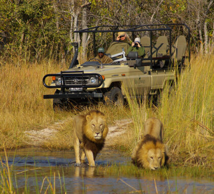 Rewarding game drives in the Moremi. 
