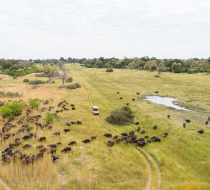 Classic game drives.