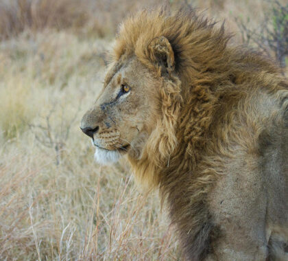 Lion photographed in the Moremi Game Reserve.